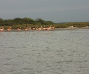 Santuario de Fauna y Flora Los Flamencos.  Fuente Panoramio.com Por: raul jaramillo