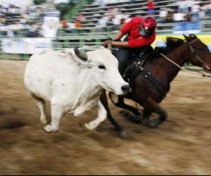 Encuentro Mundial de Coleo Fuente llanoguia com